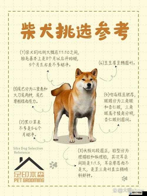 阴阳师游戏中柴犬加成效果全面解析及宠物后院柴犬解锁步骤指南